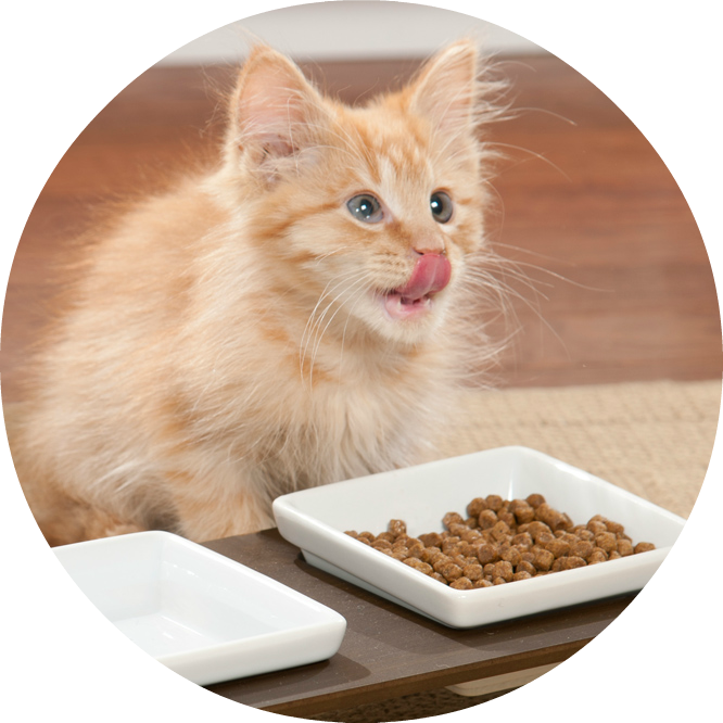 Cat Feeding/Home Visits